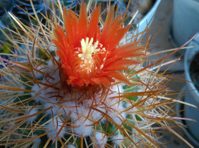  - Cactusi si suculente 2019