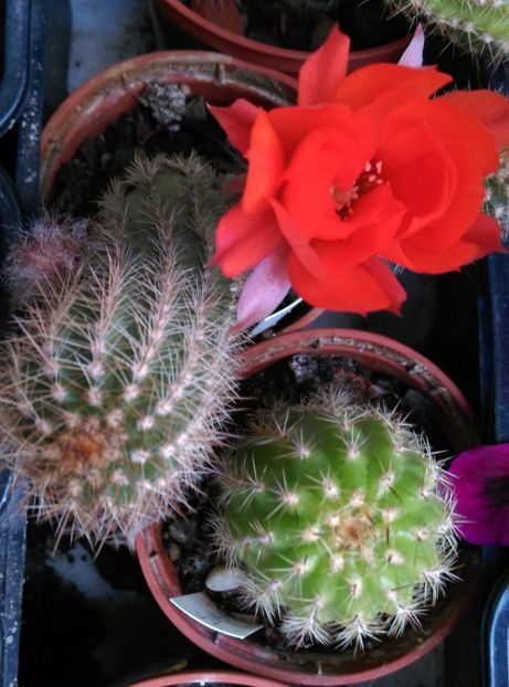  - Cactusi si suculente 2019