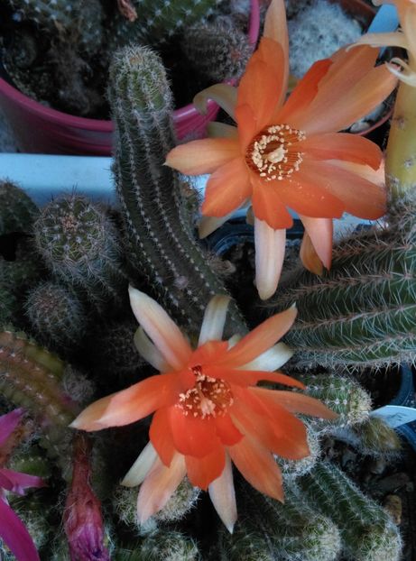  - Cactusi si suculente 2019