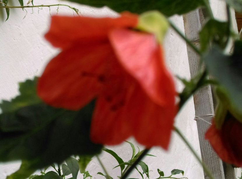 - Abutilon 2016-2017 -2018-2019