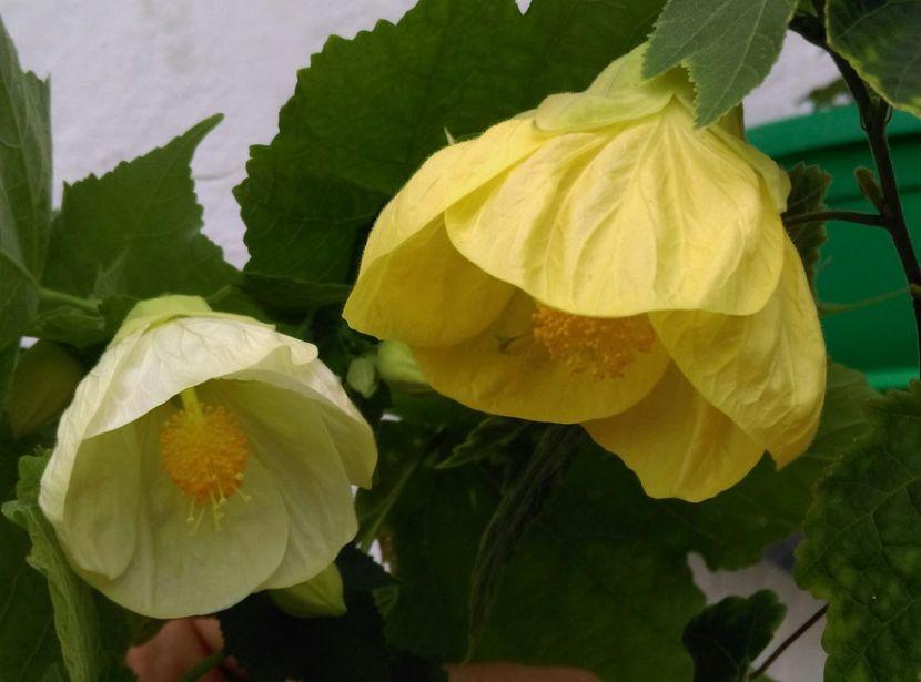  - Abutilon 2016-2017 -2018-2019