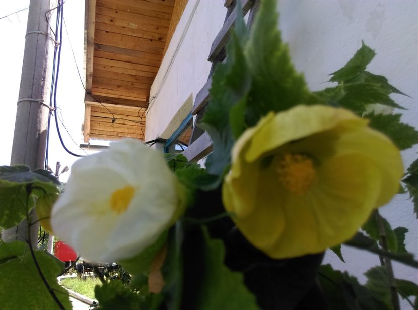  - Abutilon 2016-2017 -2018-2019