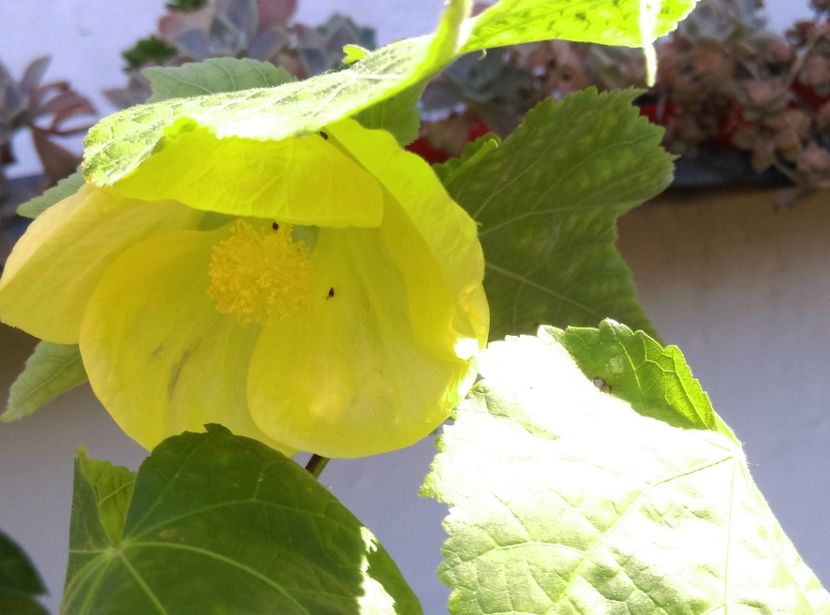  - Abutilon 2016-2017 -2018-2019