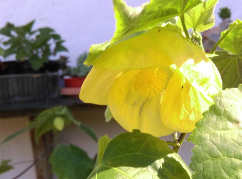  - Abutilon 2016-2017 -2018-2019