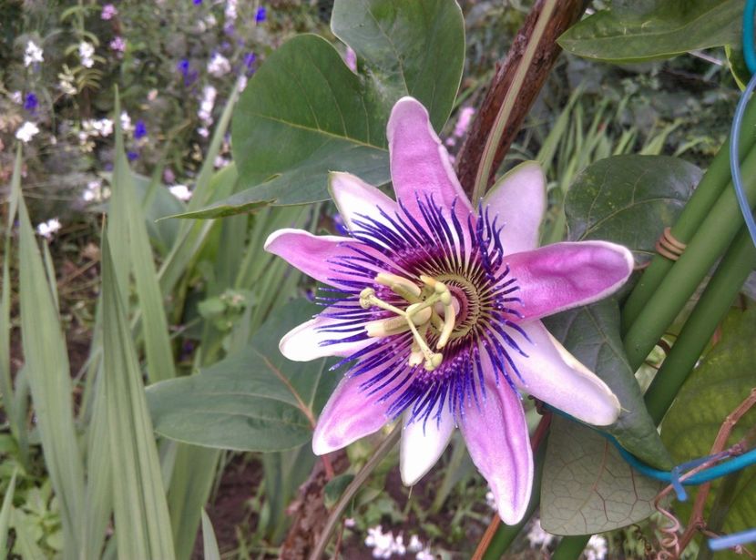  - Passiflora 2019