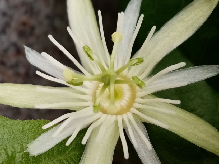  - Passiflora 2019