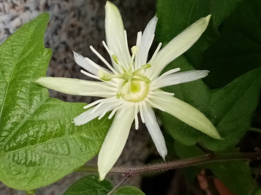  - Passiflora 2019