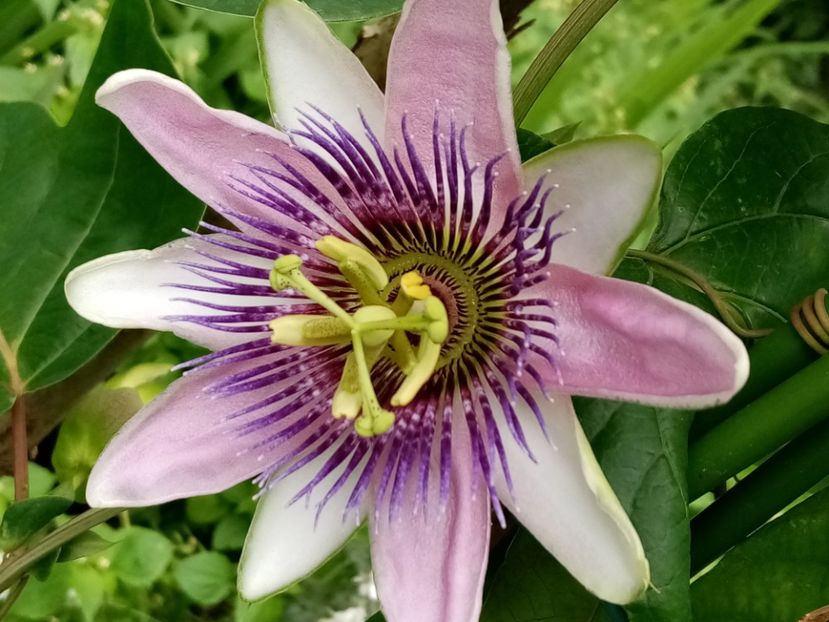  - Passiflora 2019