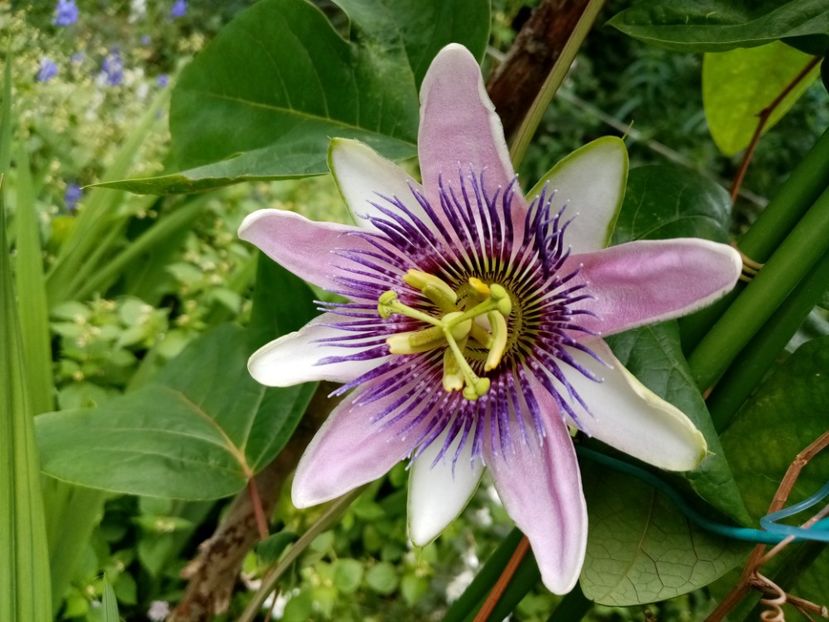  - Passiflora 2019