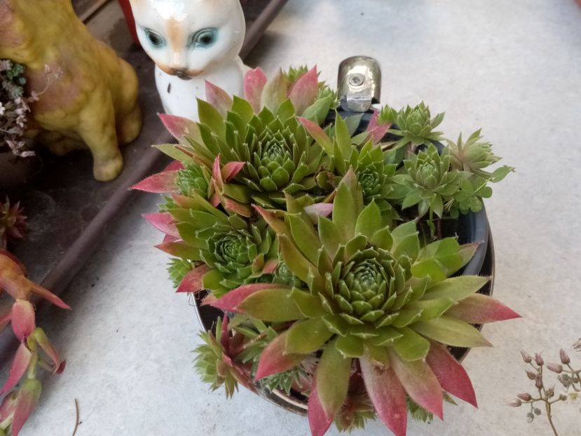  - Cactusi si suculente 2019