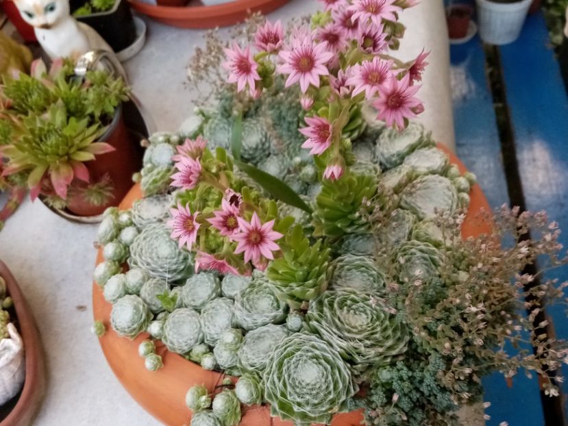  - Cactusi si suculente 2019