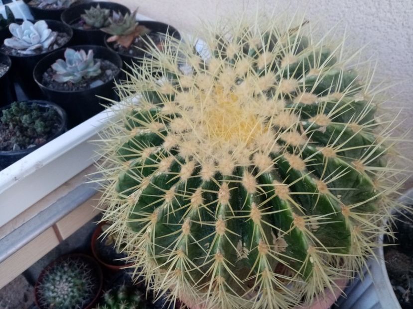  - Cactusi si suculente 2019