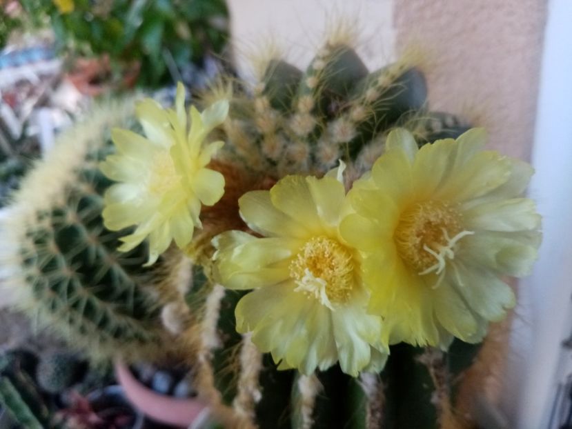  - Cactusi si suculente 2019