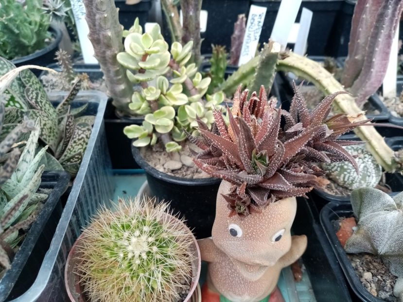  - Cactusi si suculente 2019