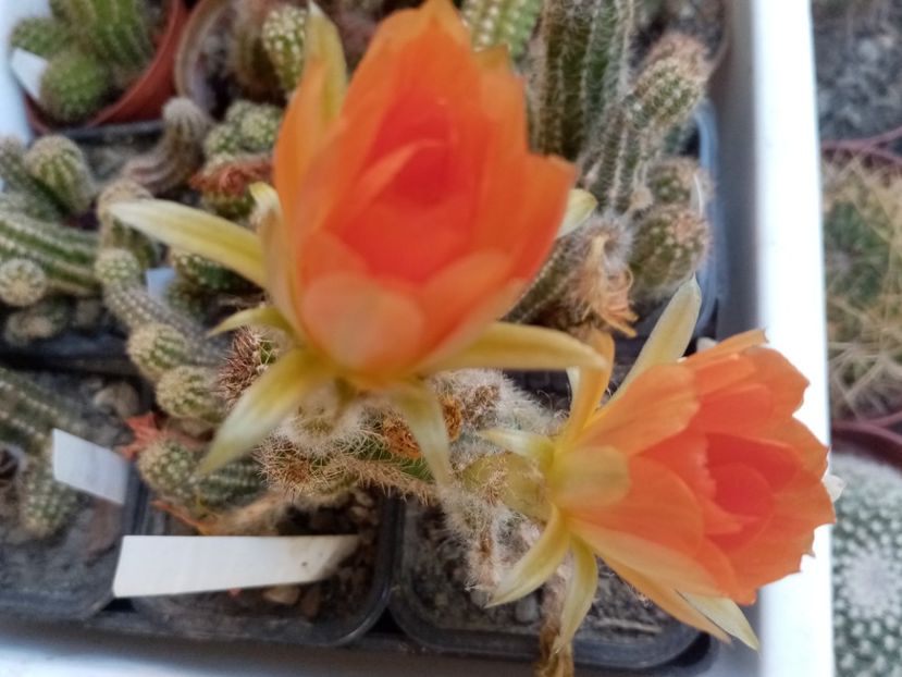  - Cactusi si suculente 2019