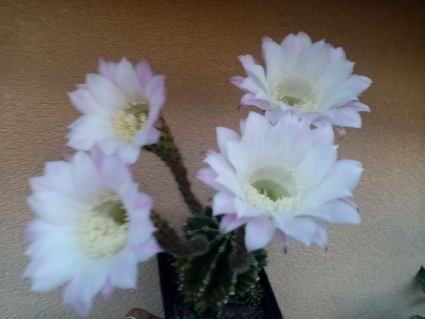  - Cactusi si suculente 2019