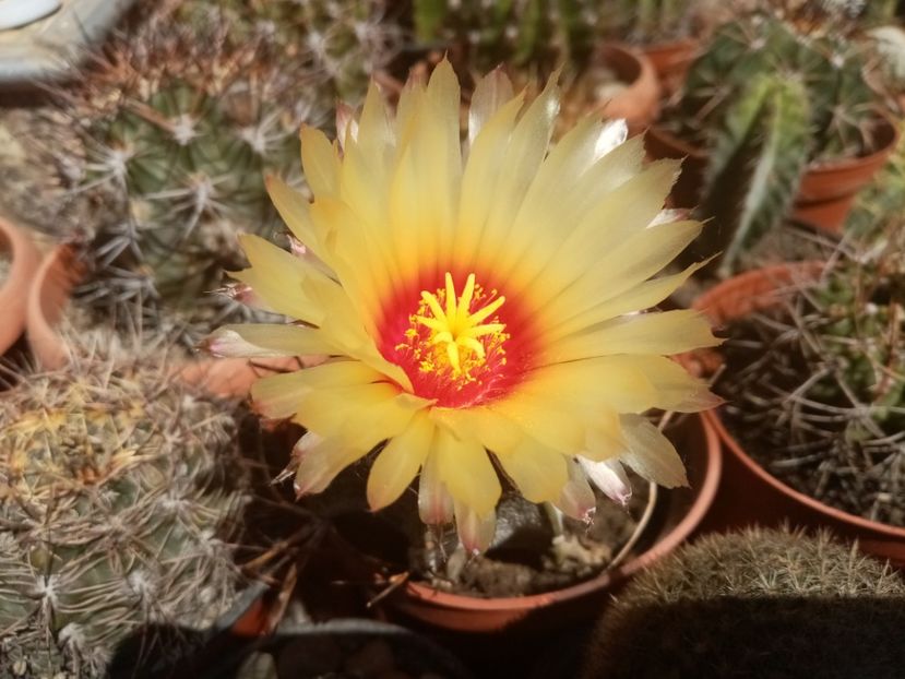  - Cactusi si suculente 2019