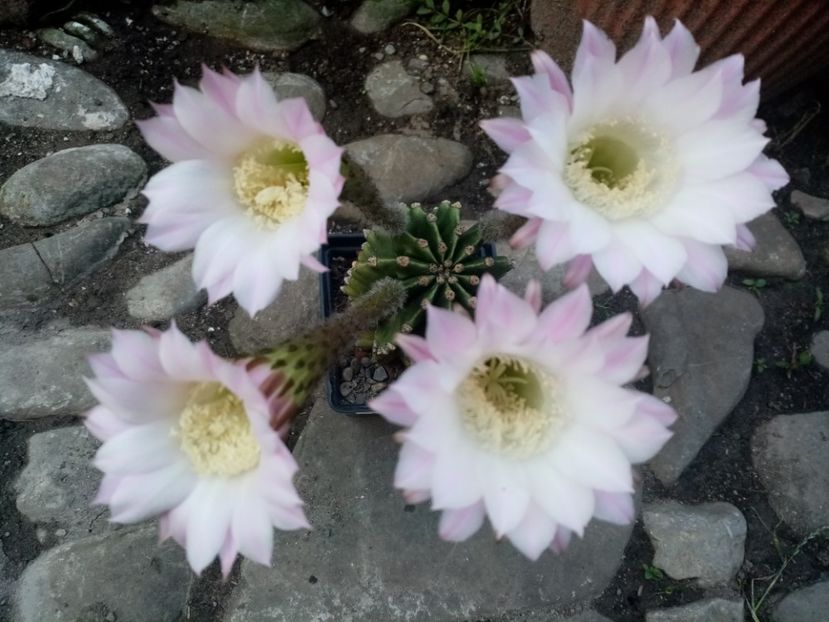  - Cactusi si suculente 2019