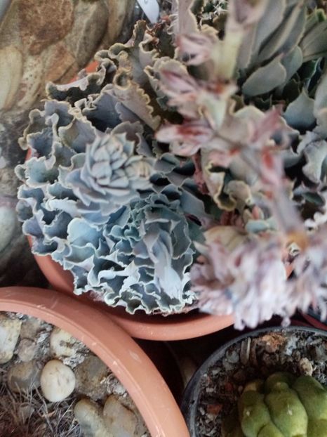  - Cactusi si suculente 2019