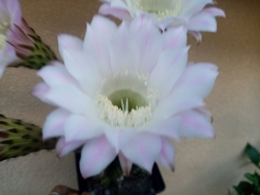  - Cactusi si suculente 2019