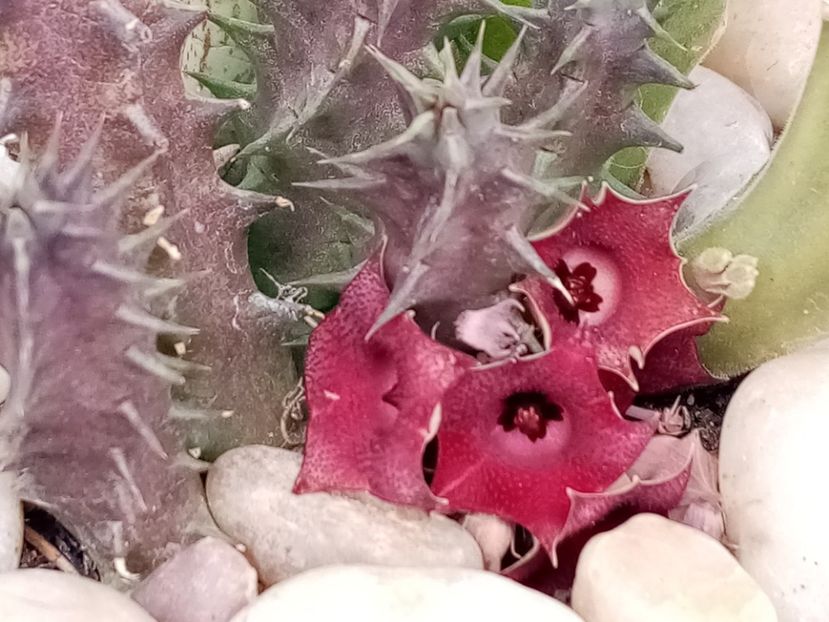  - Cactusi si suculente 2019