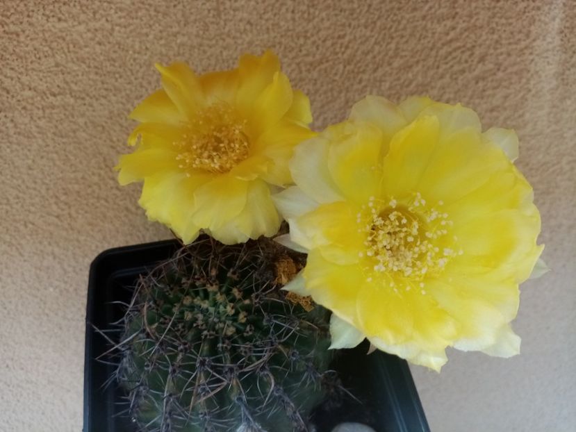  - Cactusi si suculente 2019