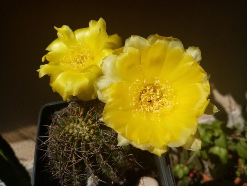  - Cactusi si suculente 2019