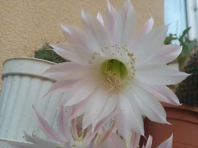  - Cactusi si suculente 2019