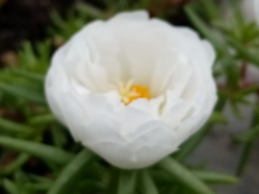  - Cactusi si suculente 2019