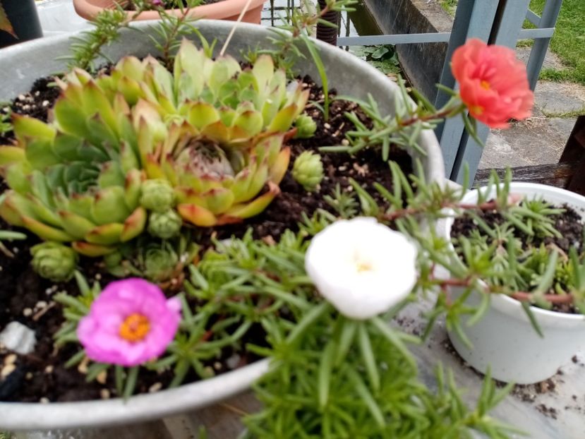  - Cactusi si suculente 2019