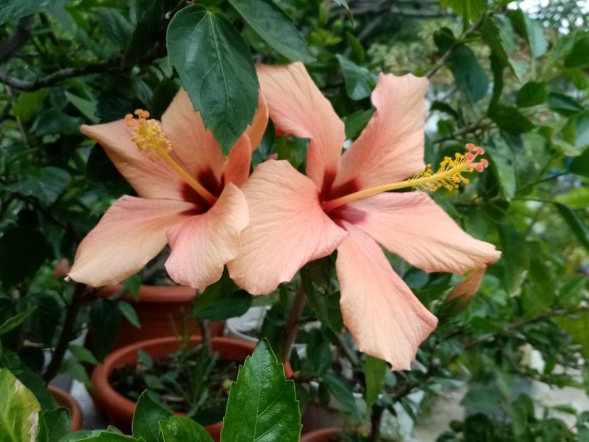  - Hibiscusi 2019