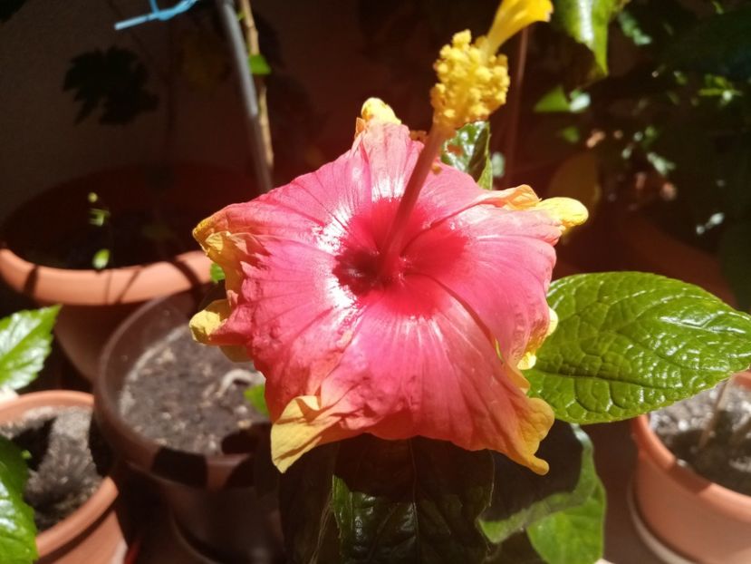  - Hibiscusi 2019