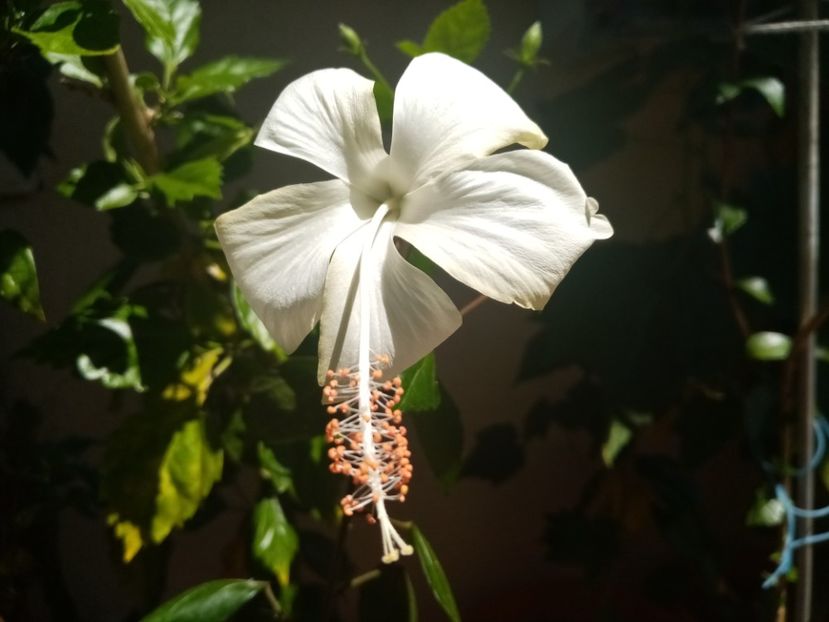 - Hibiscusi 2019