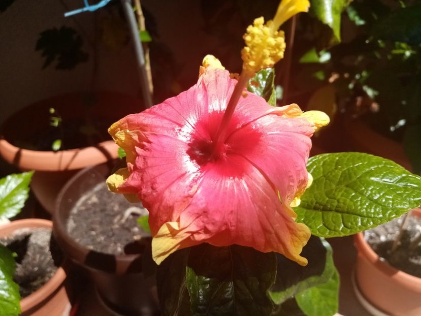  - Hibiscusi 2019