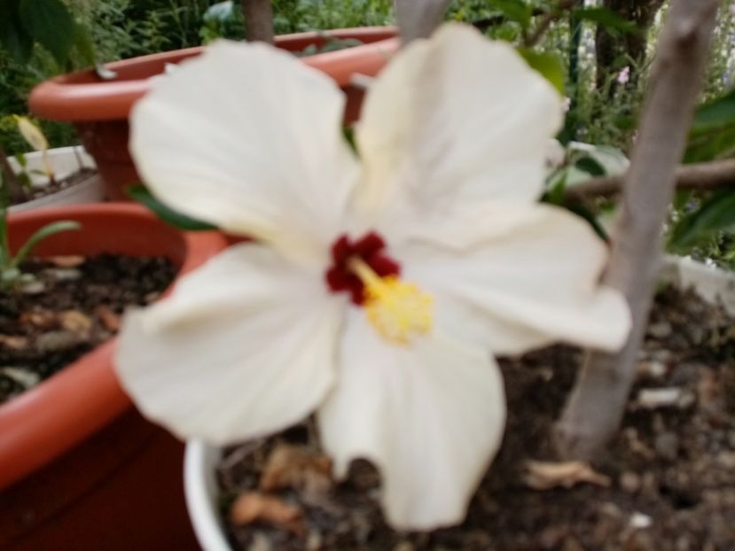  - Hibiscusi 2019