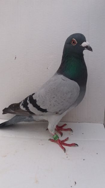 M 2018 vandut - De! voiajori vanduti