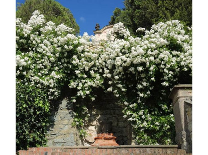 rose-rose-rampicanti-uetersener-klosterrose_Nit_3497 - UETERSENER KLOSTERROSE