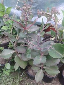 Sedum Matrona - B Plante ierboase perene suculente ierburi decorative ferigi de vanzare