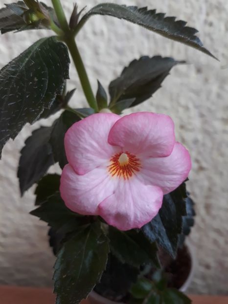  - 001 2021 - Christmas Lollypop