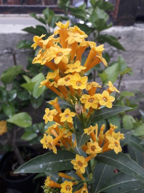  - Talmeș balmeș 2019