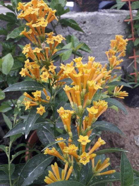  - Talmeș balmeș 2019