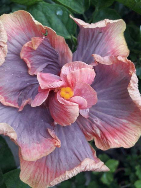  - Talmeș balmeș 2019