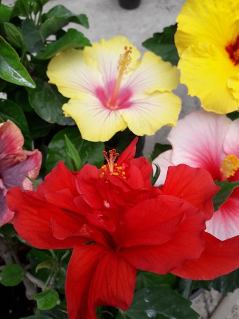  - Talmeș balmeș 2019