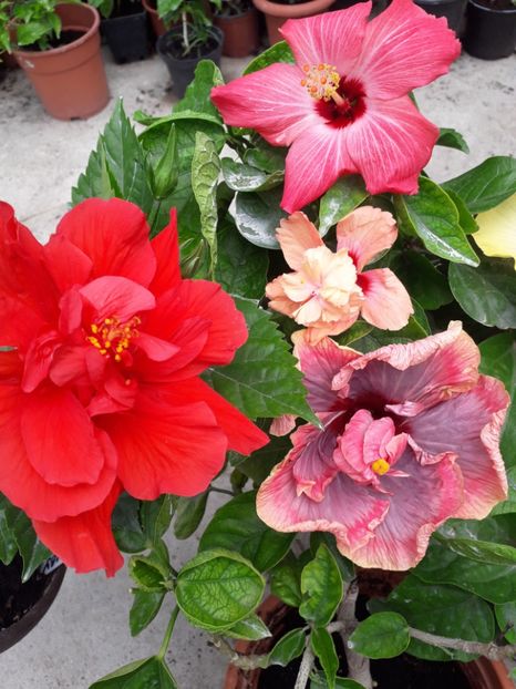  - Talmeș balmeș 2019