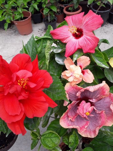  - Talmeș balmeș 2019