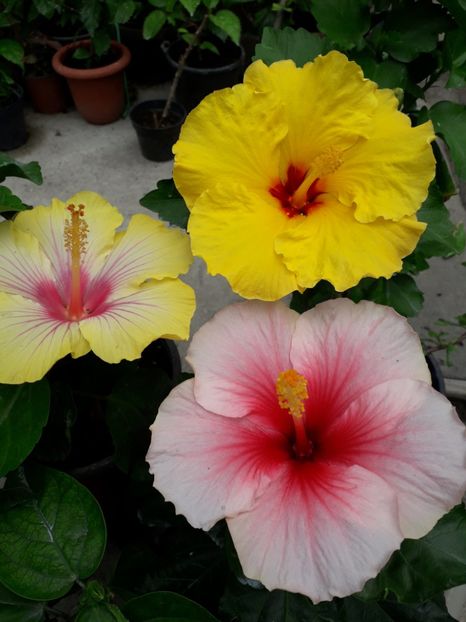  - Talmeș balmeș 2019