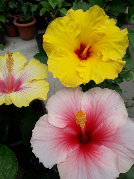  - Talmeș balmeș 2019