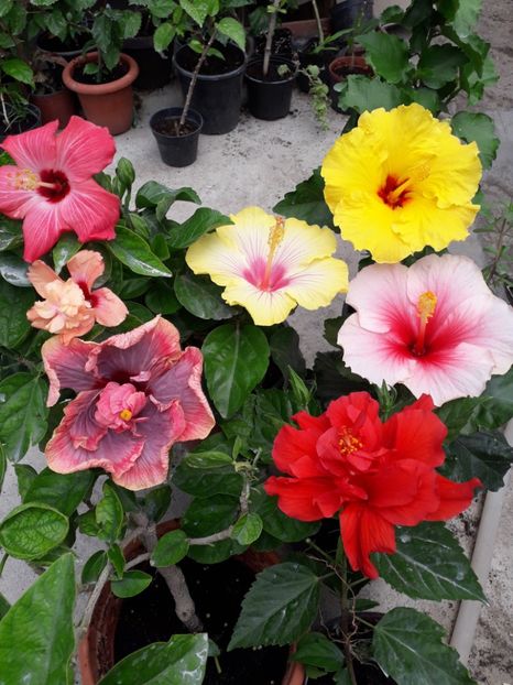  - Talmeș balmeș 2019