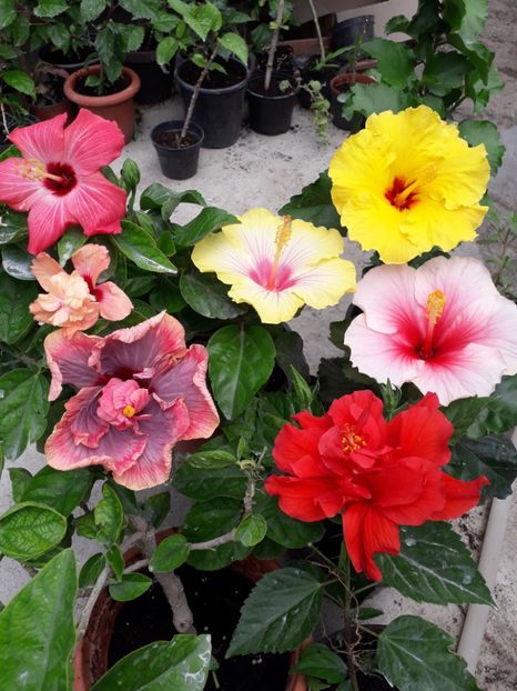  - Talmeș balmeș 2019