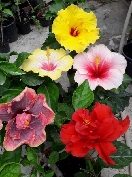  - Talmeș balmeș 2019